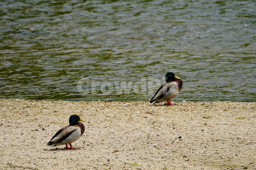 오리,청둥오리,철새,동물,조류,새,자연,duck,bird,animal,nature,풍경,landscape,중랑천,하천,강변,river,서울,seoul,여름,summer,6월,june,강가,모래사장,동물,animal,조류,새,birds