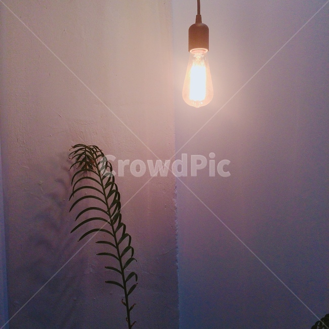 식물,빛,light,bulb,plants,그림자,shadow