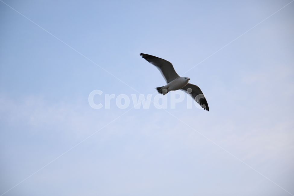 새,자유,날개,하늘,파란하늘,bird,wings,sky,새사진,동물,animal,조류,새,birds