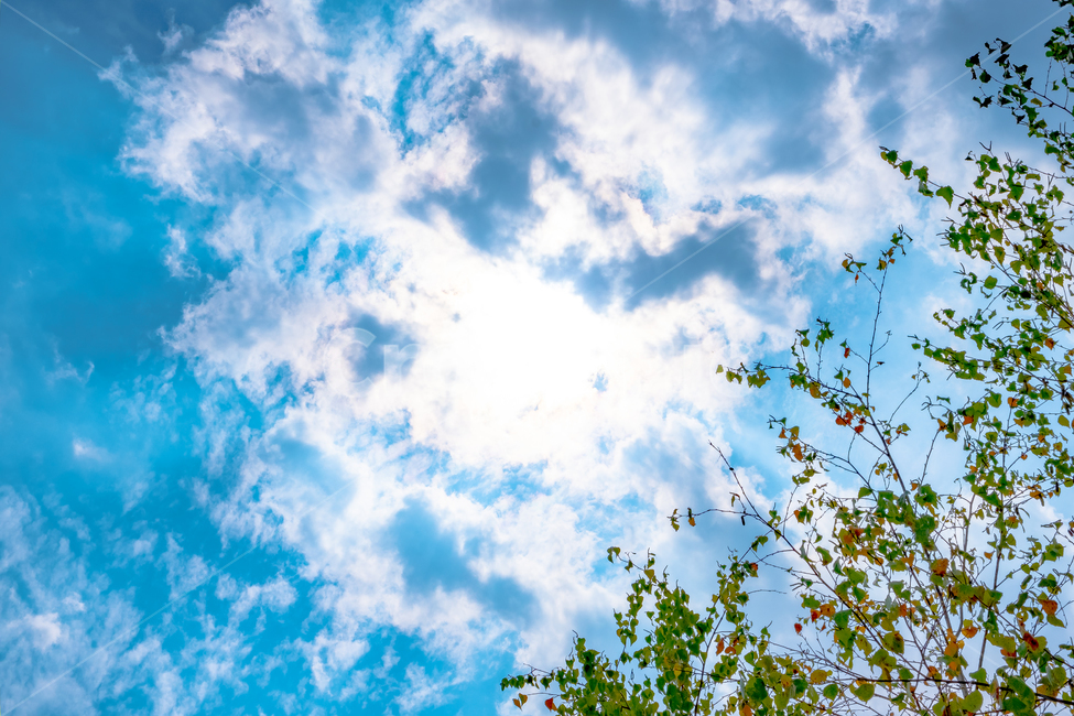하늘,자연,나무,구름,sky,파랑,초록,자연,풍경,nature,landscape
