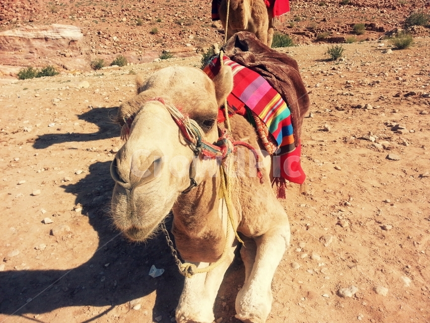 낙타,사막,중동,풍경,요르단,페트라,불가사의,petra,jordan,동물,animal,포유류,mammal