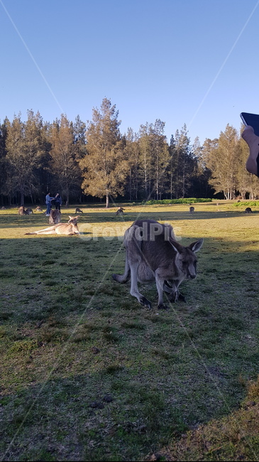 kangaroo,캥거루,animal,sydney,australia,시드니,호주,동물,공원,park,동물,animal,포유류,mammal