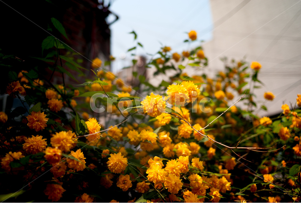 죽단화,노란색,꽃,자연,식물,식물,자연,plants,nature,꽃,flower