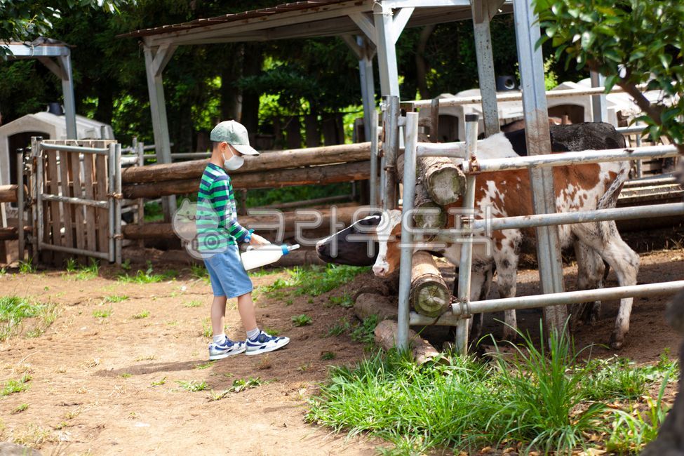 Feeding milk,children,calf,Summer Vacation,Ranch experience,Livestock,cow,milk cow,pasture,human,Feeding
