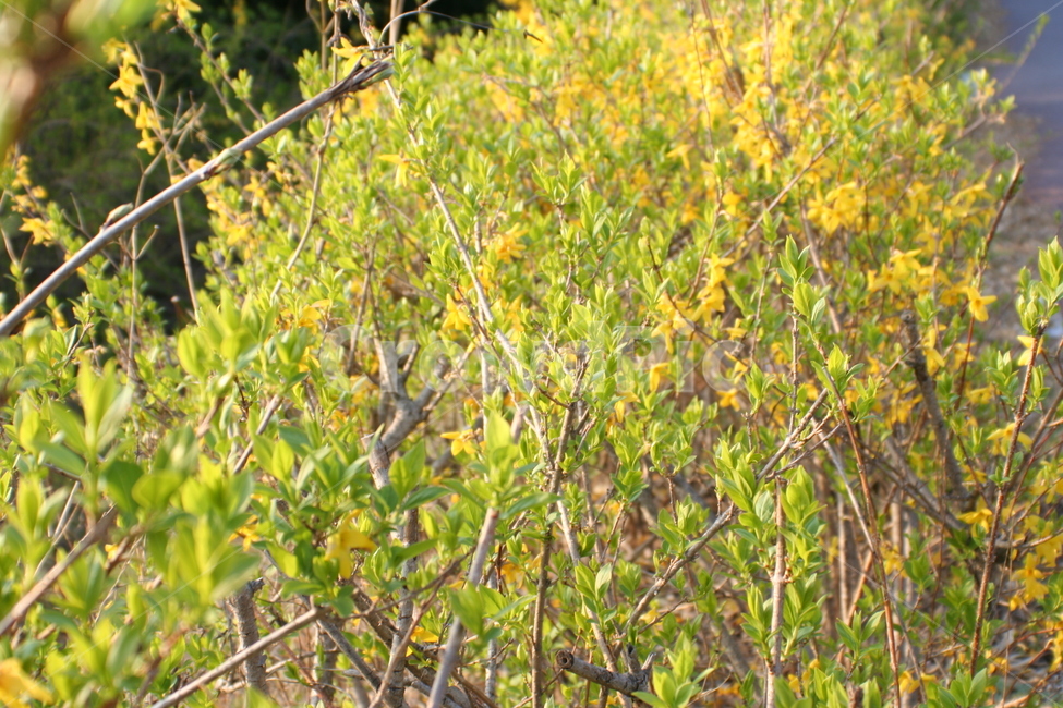 개나리,봄,봄소식,45월,노랑꽃,식물,자연,plants,nature,꽃,flower