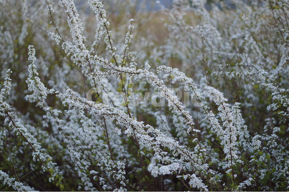 조팝나무,저녁때,흰색,나무,봄,싸리꽃,길가,봄,계절,spring,season,식물,자연,plants,nature,꽃,flower,outdoors,옥외,ice,빙