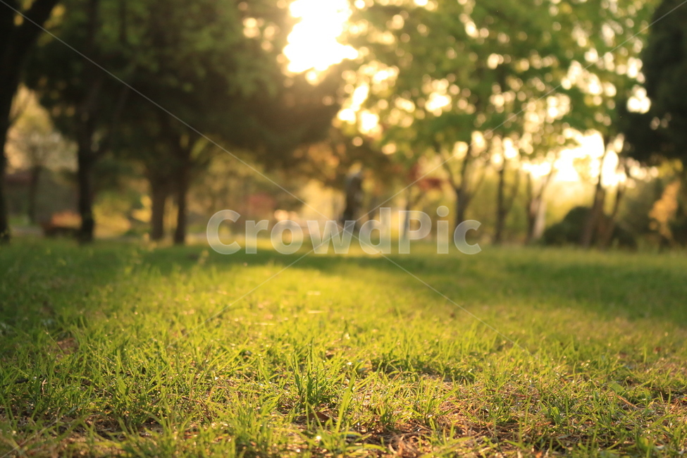 자연,풀,햇빛,나무,노을,흙,빛,확대,공원,벤치,따듯함,nature,grace,sunshine,tree,ground,park,bench,sunset