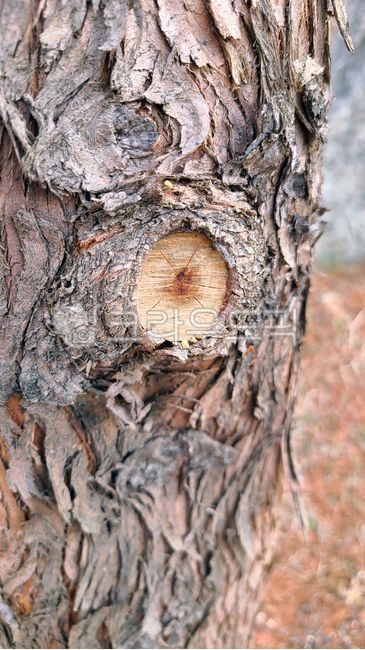 나무, tree, 나무줄기, 옹이, wood, 사진,이미지,일러스트,캘리그라피 - kindly smile작가