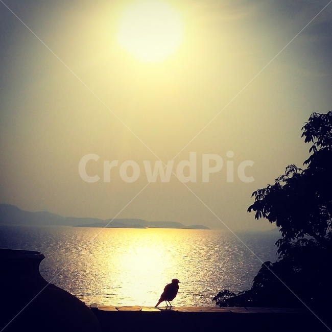 여행,태양,노을,해외,태국,새,나무,바다,숙박,식물,펜션,돌,plants,travel,bird,sea,pension,sunset,tree,sun,동물,animal,자연,풍경,nature,landscape,조류,새,birds,sunlight,햇빛,flare,플레어,light,빛,silhouette,실루엣