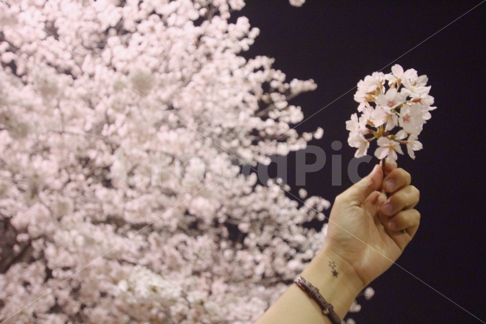 벚꽃,밤벚꽃,풍경,봄,밤,꽃,봄,계절,spring,season,식물,자연,plants,nature,꽃,flower,사람,인물,인간,human,person,신체일부,몸,body,감성,sensible,feeling,plant,blossom