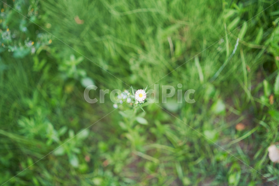 초록,꽃,식물,자연,접사,아웃포커싱,식물,자연,plants,nature,꽃,flower