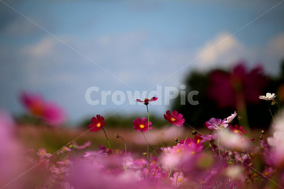 코스모스,가을,순수,배경화면,외로움,가을,계절,fall,autumn,season,식물,자연,plants,nature,꽃,flower,geranium,제라늄,plant,blossom