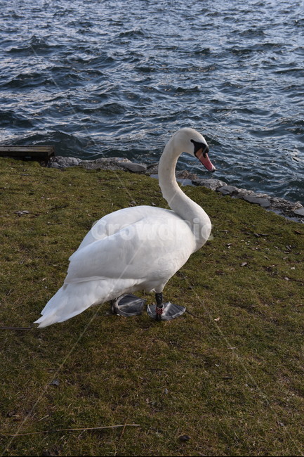 새,백조,강,호수,흰색,swan,물,동물,animal,조류,새,birds