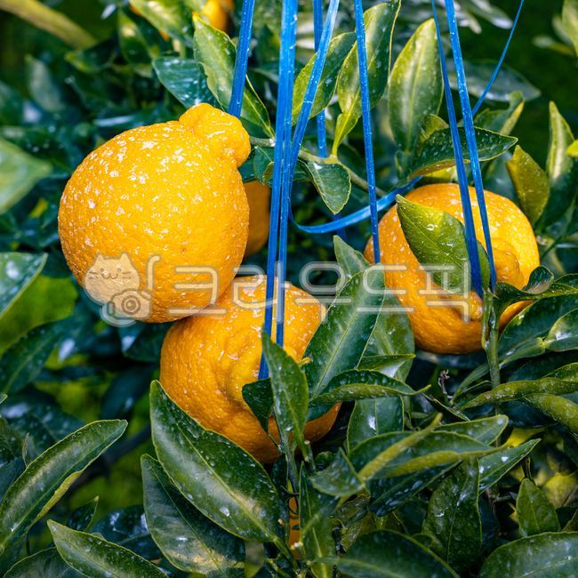 mandarin,citrus fruits,Red scent,Fruit,nature,fruit,Hallabong,Orange,food,vitamin,tangerines,orange,citrusfruit,house tangerines,Cheonhyehyang,plant,fresh,Jeju tangerines,hallabong