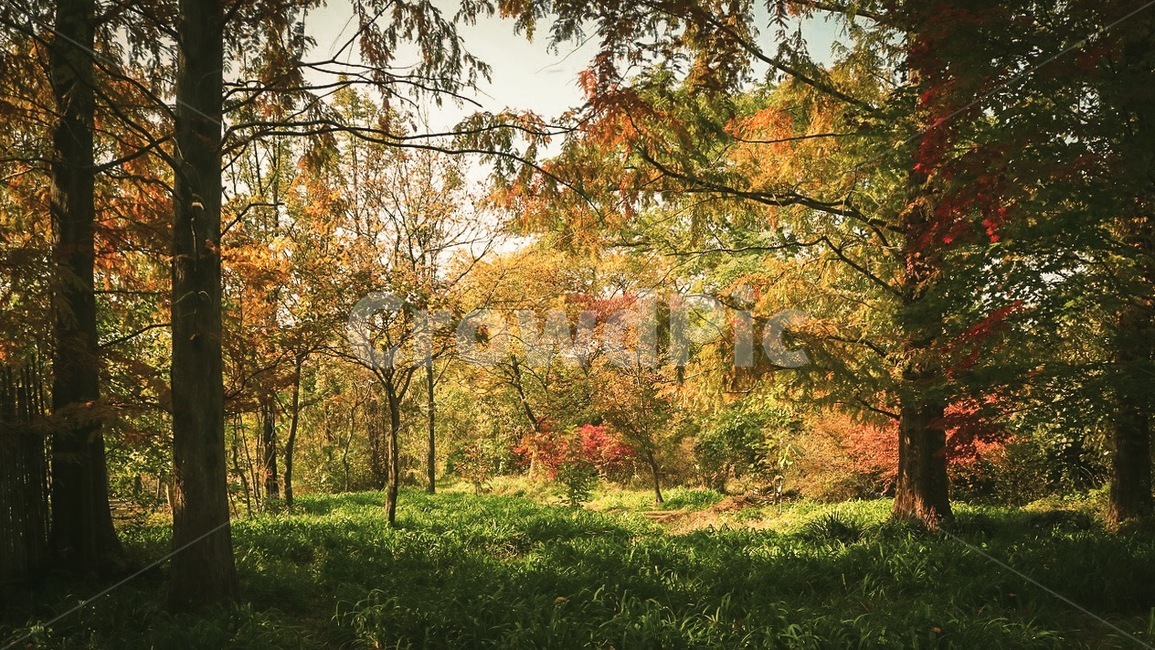 plant,식물,tree,나무,나무줄기,treetrunk,가을,단풍,자연,풍경,nature,landscape