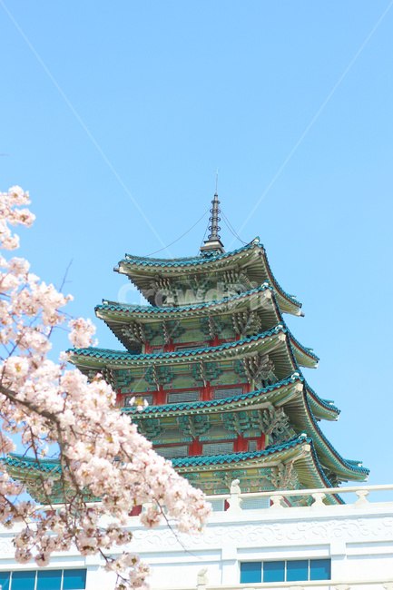 한옥,봄,탑,기와,house,traditional,spring,korea