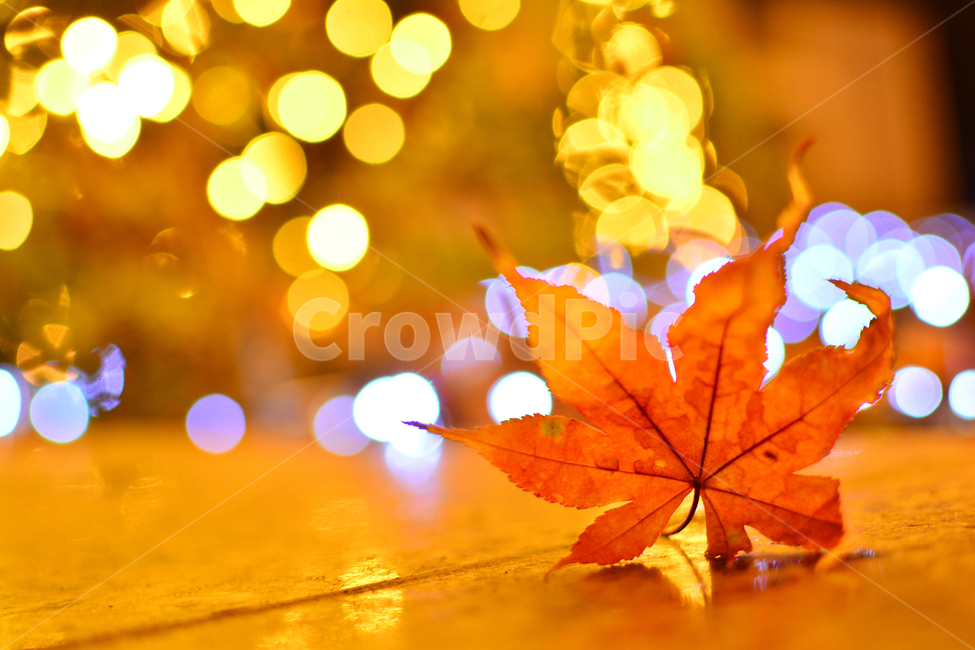 보케,빛망울,조명,라이트,불빛,화려한,잎새,낙엽,장식물,디스플레이,christmas,년말장식,년말분위기,분위기,단풍잎,전구,display,따스한,오렌지색,노랑색,옐로우,leaf,잎,plant,식물