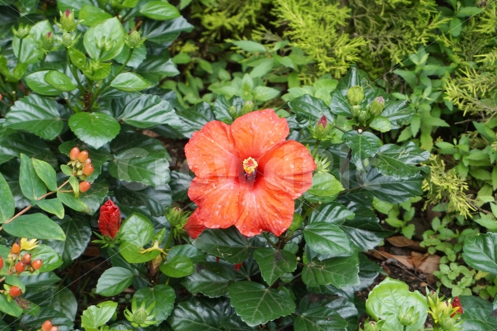 꽃,식물,자연,스냅,풍경,배경,red,flower,plant,빨간,빨간색,color,식물,자연,plants,nature,꽃,flower