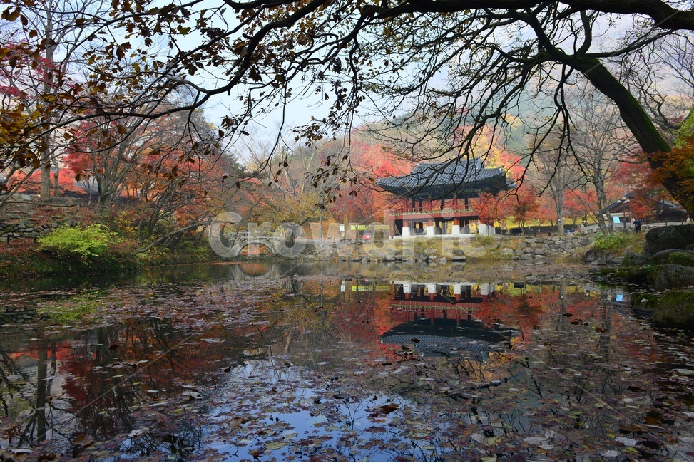 전남,백양사가을,장성,백양사,tree,나무,plant,식물,maple,단풍,leaf,잎,treetrunk,나무줄기,경치,경관,풍경,가을,계절,딘풍잎,추색,추경,outdoors,옥외,nature,자연,연못,쌍계루,가을,계절,fall,autumn,season,자연,풍경,nature,landscape