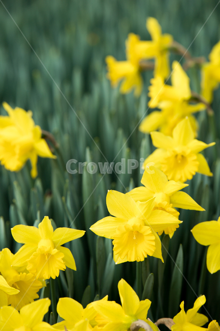 수선화,꽃,식물,자연,flower,plant,식물,자연,plants,nature,꽃,flower