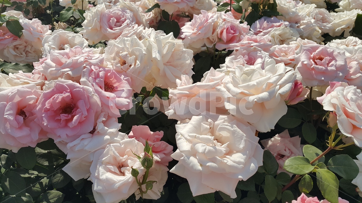 장미,큰장미,flower,꽃,5월,화려함,식물
