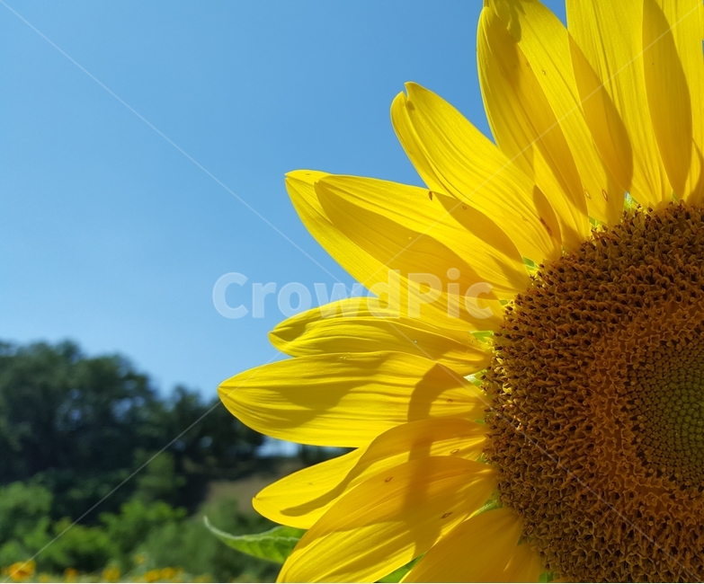 해바라기,plant,꽃,가을,flower,blossom,식물,식물,자연,plants,nature,꽃,flower