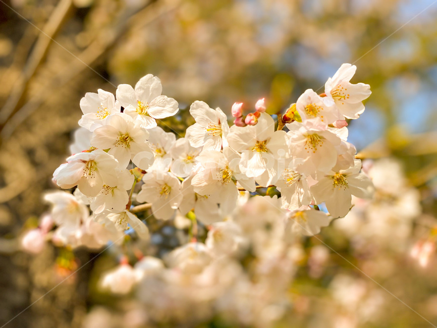 벚꽃,꽃,봄꽃,식물,flwoer,plant,blossom,nature,자연,따뜻