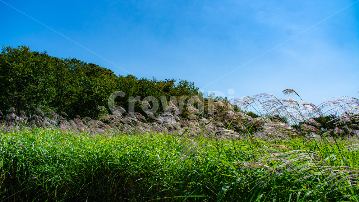 갈대,억새,가을,풍경,들판,자연,풍경,nature,landscape,plant,식물,grass,잔디