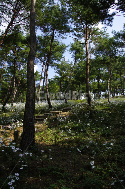 나무,숲,구절초,꽃,풍경,식물,flower,tree,plant,tree trunk,나무 줄기
