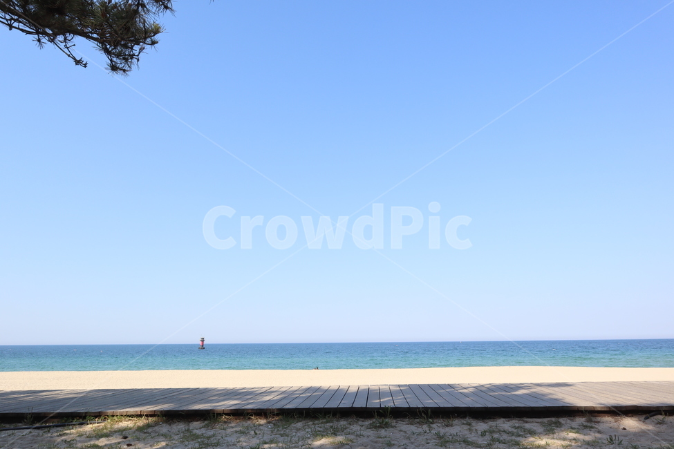 해변,소나무,바다,동해,휴식,수평선,하늘,해변,바다,beach,sea