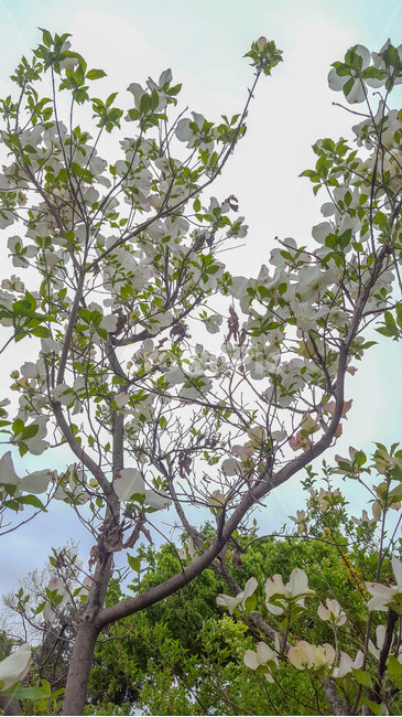 꽃,flower,근접,나무,생화