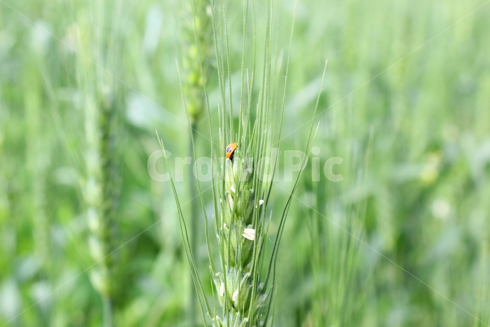 밀,풍경,자연,무당벌레,봄,녹색식물,식물,자연,plants,nature,동물,animal,곤충,벌레,insect,bug