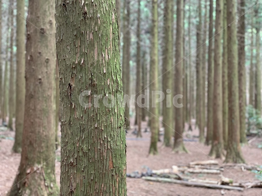 나무,숲,숲길,산책로,사려니숲길,피톤치드,tree,비자림로,비자림,편백나무,삼나무,숲속,산책,자연,풍경,nature,landscape,나무,trees,wood,plant,식물,tree trunk,나무 줄기