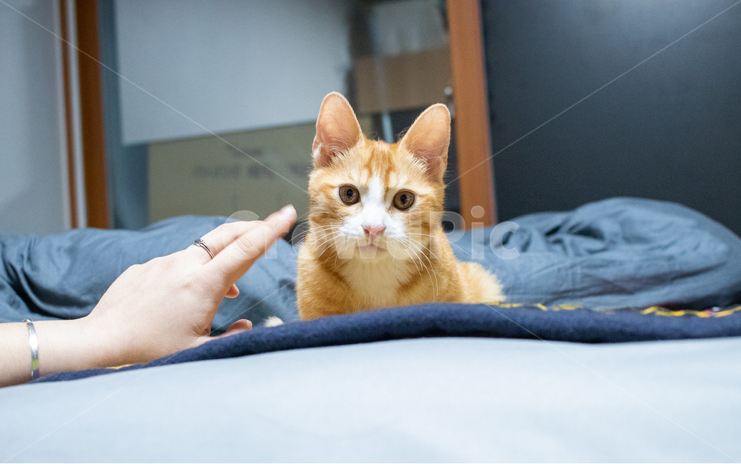 고양이,코리아숏헤어,코숏,아기고양이,치즈태비,치즈고양이,동물,animal,포유류,mammal,고양이,cat,kitten,kitty