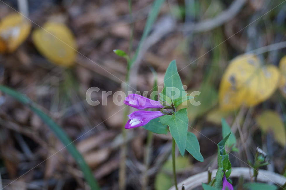 꽃,야생화,며느리밥풀꽃,들꽃,접사,식물,식물,자연,plants,nature,꽃,flower