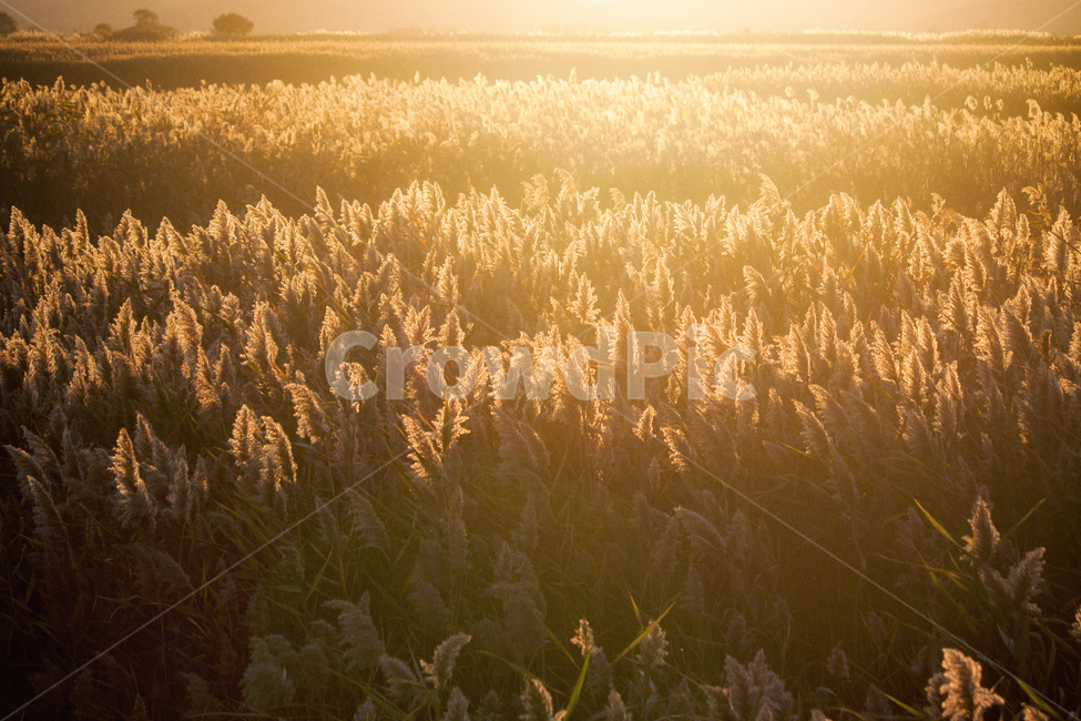 가을,계절,갈대,순천만,자연,풍경,태양,해,햇빛,만,autumn,fall,seasons,reed,suncheonbay,bay,nature,landscape,sun,sunlight,가을,계절,fall,autumn,season,자연,풍경,nature,landscape,휴식,힐링,rest,relaxation,healing,plant,식물