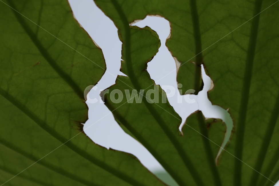 연잎,벌레,잎맥,식물,농업,패턴,식물,자연,plants,nature