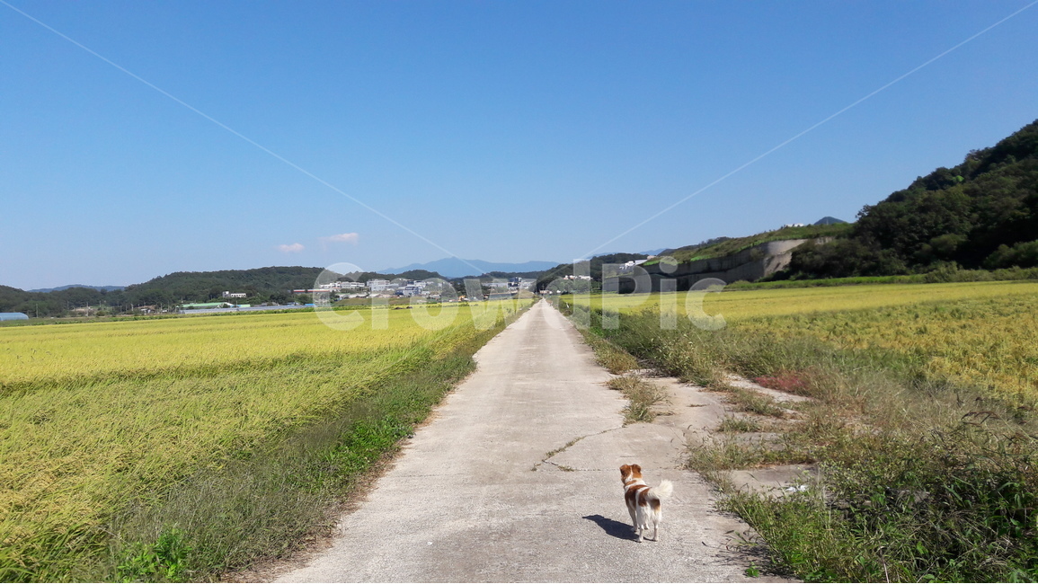 시골길,강아지,시골풍경,논,벼,시골,농촌,파란하늘,자연,풍경,nature,landscape,동물,animal,포유류,mammal,개,강아지,dog,doggy,road,도로,asphalt,아스팔트