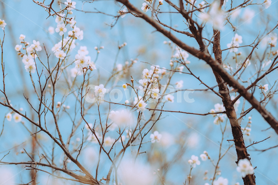 벚꽃,봄꽃,벚나무,봄,스프링,spring,봄나무,따뜻한,꽃,봄,계절,spring,season,식물,자연,plants,nature,꽃,flower,plant
