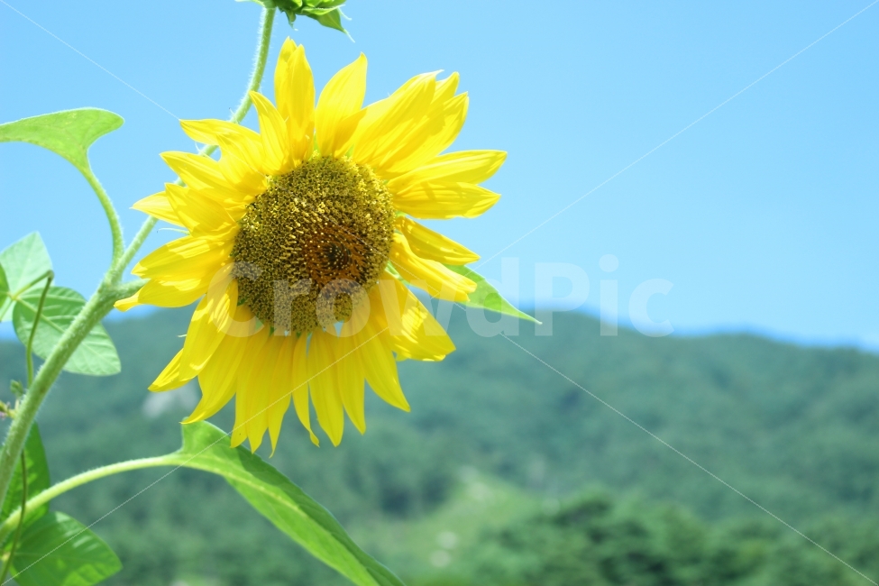 지리산,여행,휴가,힐링,가을,자연,산,펜션,휴식,꽃,해바라기,여름,계절,summer,season,식물,자연,plants,nature,꽃,flower,plant,blossom