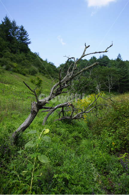 하늘,구름,나무,자연,식물,초록,nature,plant,tree,자연,풍경,nature,landscape