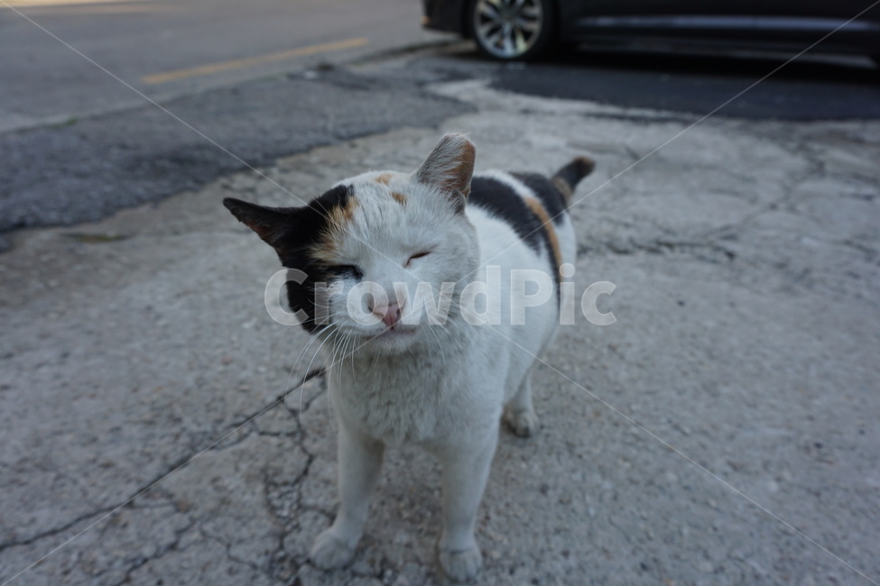 길고양이,고양이,길냥이,동물,웃는고양이,cat,cats,웃음,도시고양이,동물,animal,포유류,mammal,고양이,cat,kitten,kitty