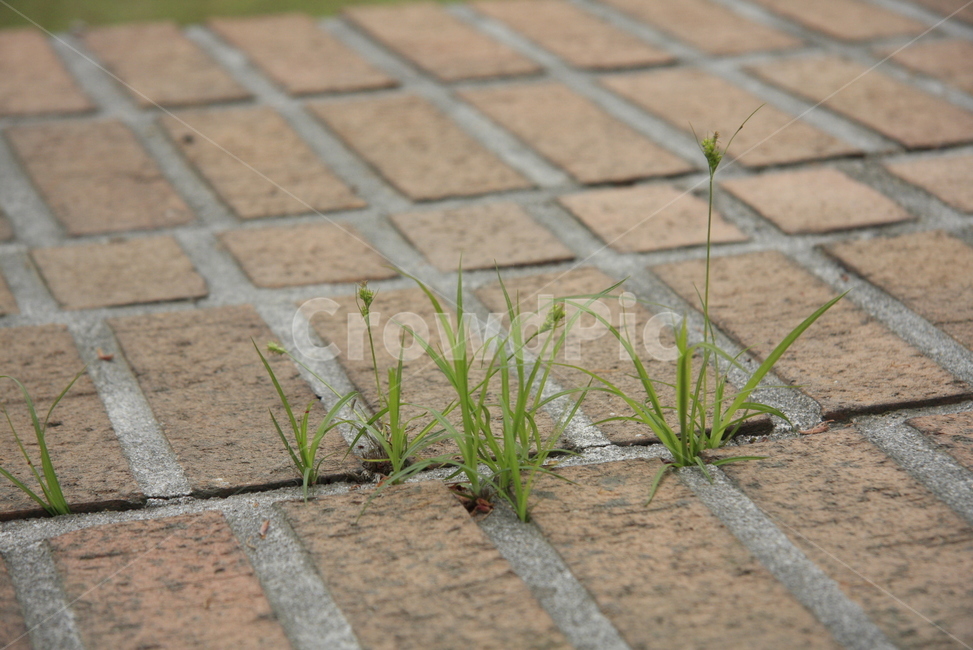땅,풀,보도,sidewalk,잡초