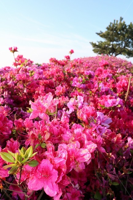 꽃,blossom,flower,식물,꽃잎,식물,자연,plants,nature,꽃,flower