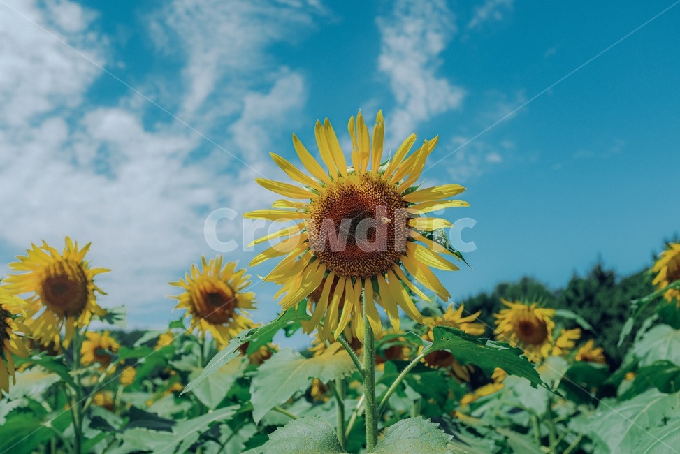 해바라기,꽃,풍경,노랑,감성,flower,식물