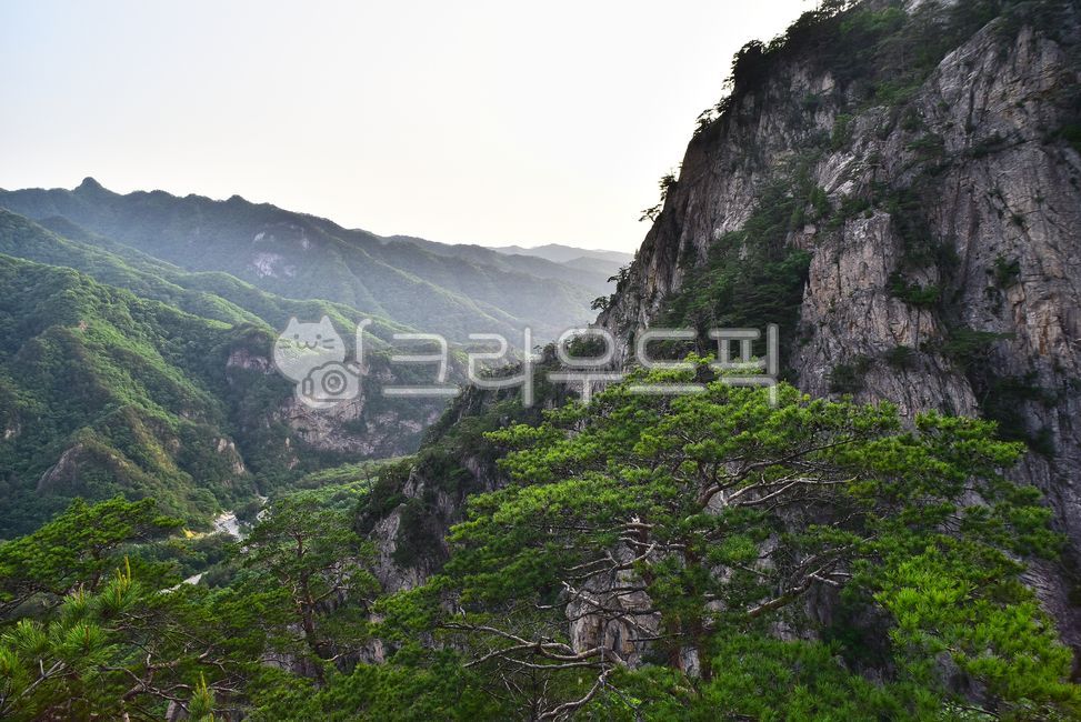 A national park,pine tree,healing,mountain,high mountain,Korean natural scenery,ridge,Mt Seolark,nature,tree,mountain range,evergreen,peaks,outdoor,environment,outdoors,softwood,background