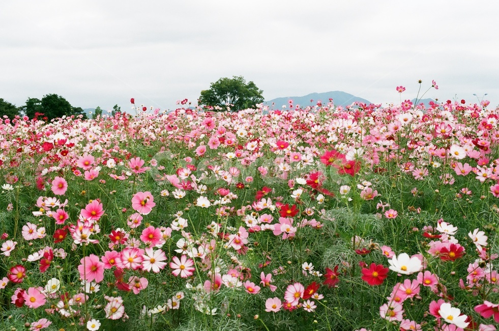 plant,식물,blossom,꽃,flower,꽃잎