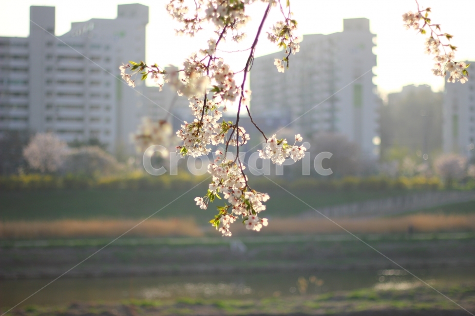 벚꽃,봄,꽃,안양천,서울,봄,계절,spring,season,식물,자연,plants,nature,꽃,flower,휴식,힐링,rest,relaxation,healing,plant,blossom