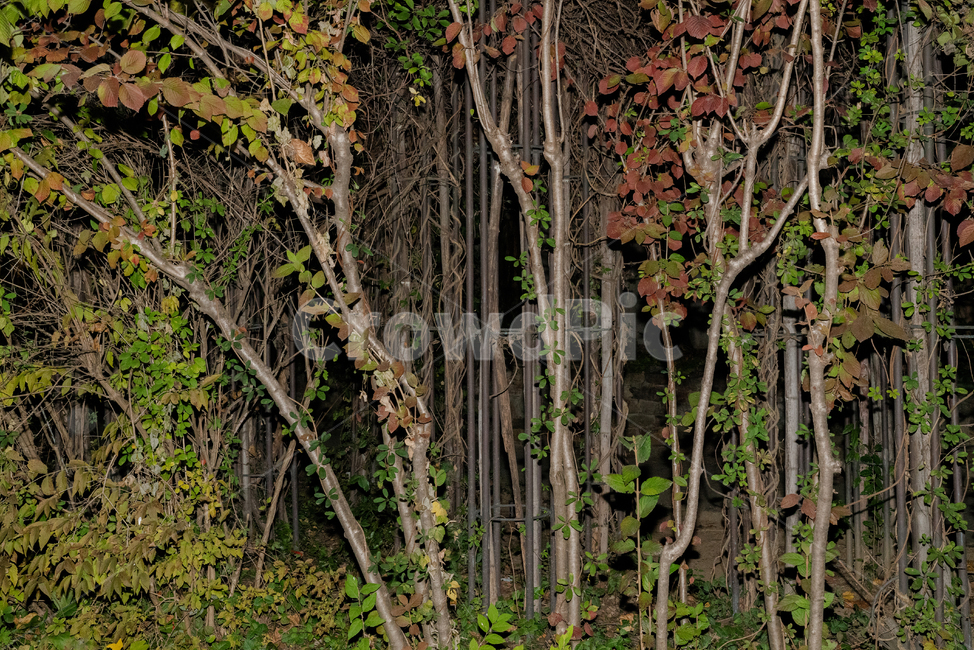 tree,나무,plant,식물,treetrunk,나무줄기,식물,자연,plants,nature