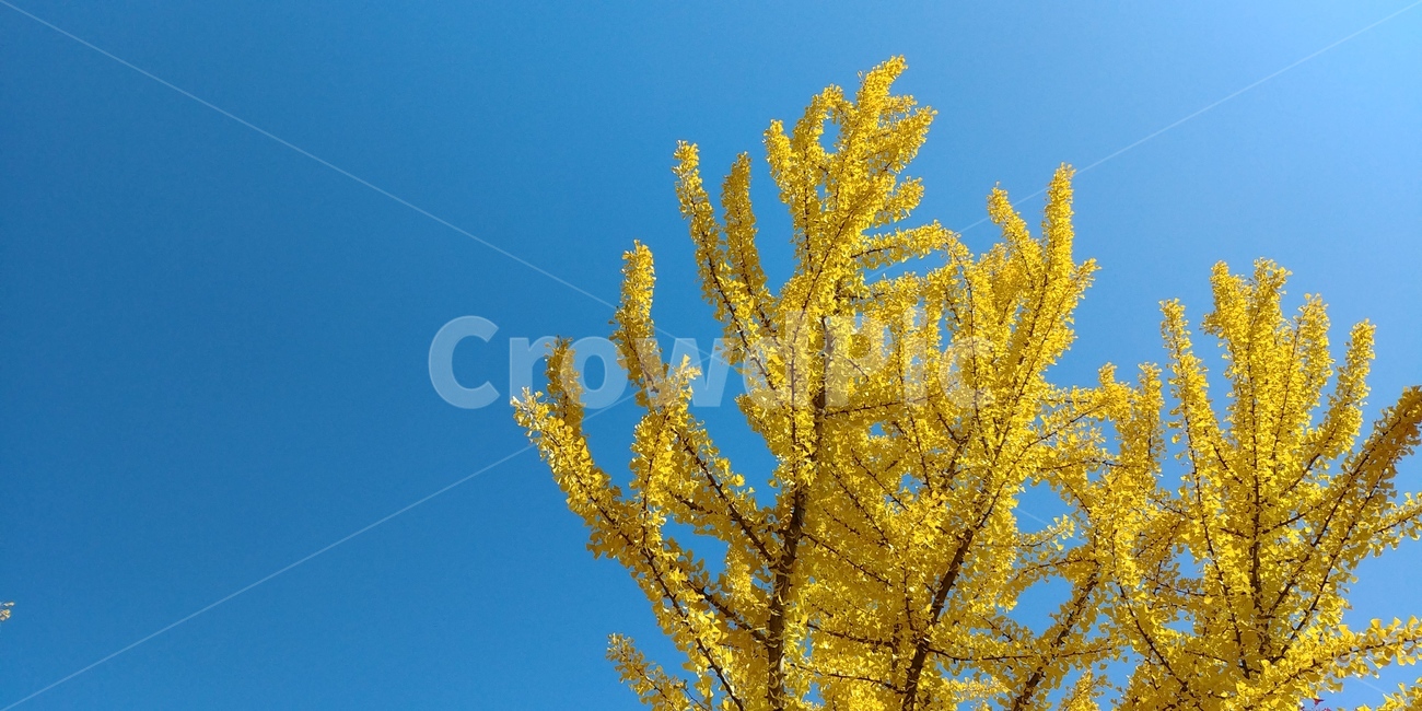 은행,은행나무,단풍,은행잎,가을하늘,가을,가을,계절,fall,autumn,season,tree,나무,plant,식물